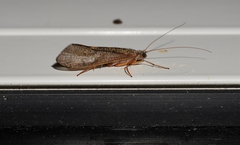 Aoteapsyche catherinae