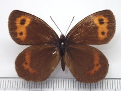 Erebia niphonica