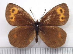 Erebia niphonica