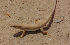 Acanthodactylus boskianus
