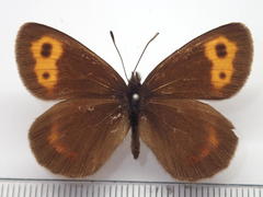 Erebia niphonica
