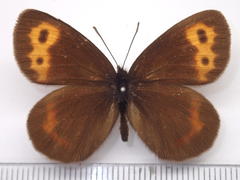 Erebia niphonica