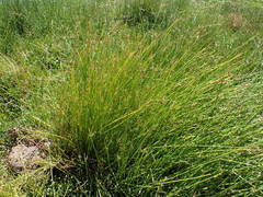Cyperus laevigatus