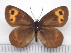 Erebia niphonica
