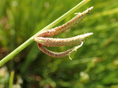 Cyperus laevigatus