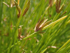 Cyperus laevigatus