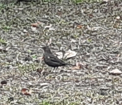 Turdus merula