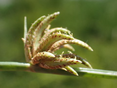 Cyperus laevigatus