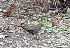 Turdus merula