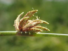 Cyperus laevigatus
