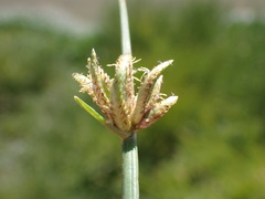 Cyperus laevigatus