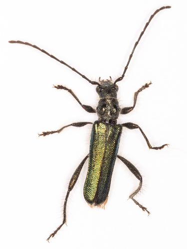 Callimus angulatus