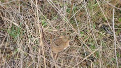Reithrodontomys fulvescens