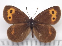 Erebia niphonica