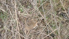 Reithrodontomys fulvescens
