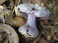 Cortinarius argenteopileatus