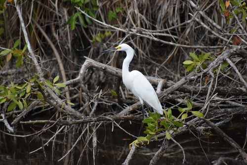 Egretta thula image