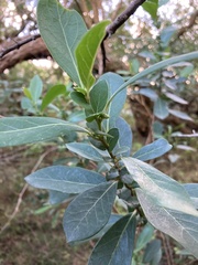 Azara uruguayensis