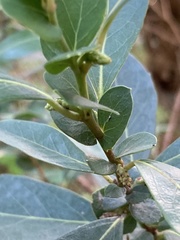 Azara uruguayensis
