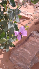 Moricandia suffruticosa