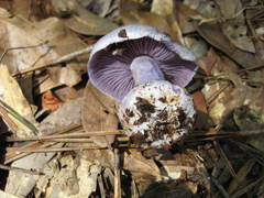 Cortinarius argenteopileatus