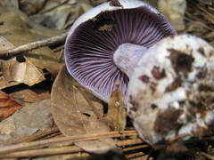 Cortinarius argenteopileatus