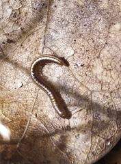 Brachyiulus pusillus