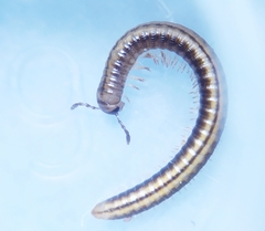 Brachyiulus pusillus