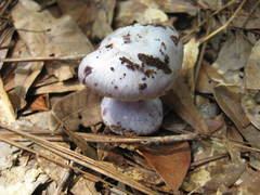 Cortinarius argenteopileatus