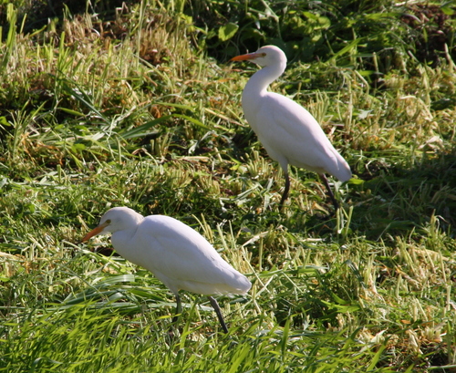 Western Cattle-Egret (Ardea ibis)
