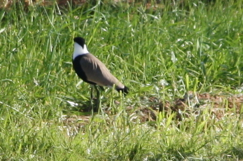 Spur-winged Lapwing (Vanellus spinosus)