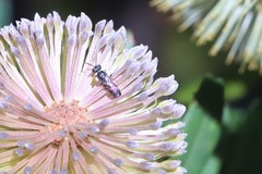 Hylaeus littleri