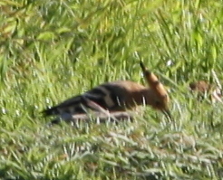 Common Hoopoe (Upupa epops)
