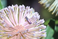 Hylaeus littleri