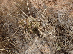 Berkheya spinosissima