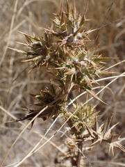 Berkheya spinosissima