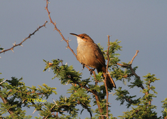 Tarphonomus certhioides