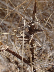 Berkheya spinosissima