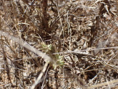 Berkheya spinosissima