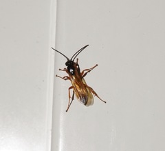 Priocnemis conformis