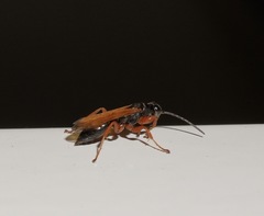 Priocnemis conformis