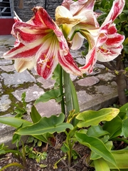 Hippeastrum vittatum