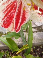 Hippeastrum vittatum