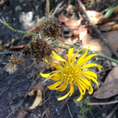 Heterotheca inuloides