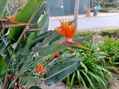 Strelitzia reginae