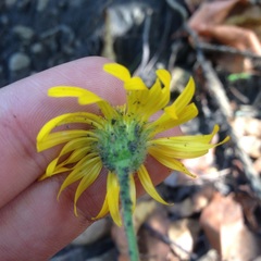 Heterotheca inuloides