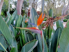 Strelitzia reginae