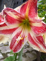 Hippeastrum vittatum