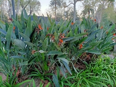 Strelitzia reginae