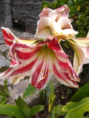 Hippeastrum vittatum